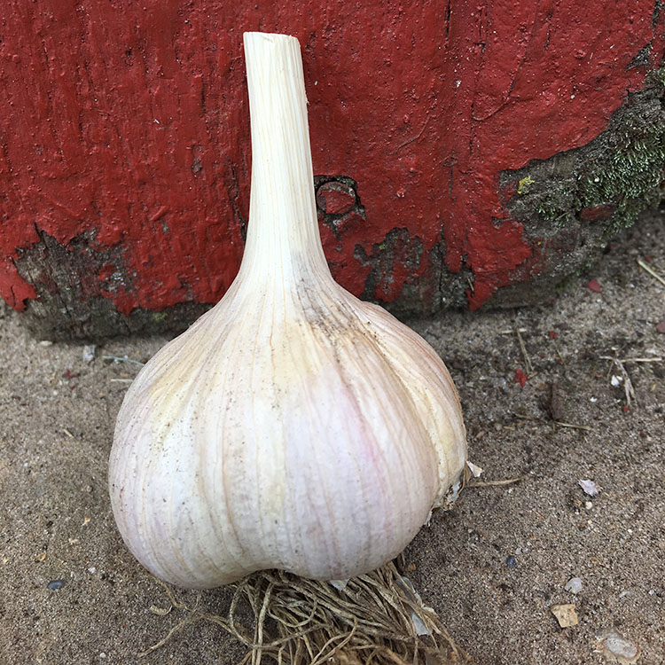 Garlic Seeds Direct From the Organic Garlic Seed Farm
