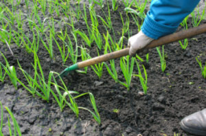 Garlic For Seed