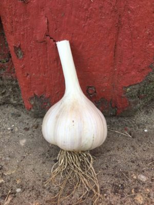 Georgian Crystal Garlic Seeds
