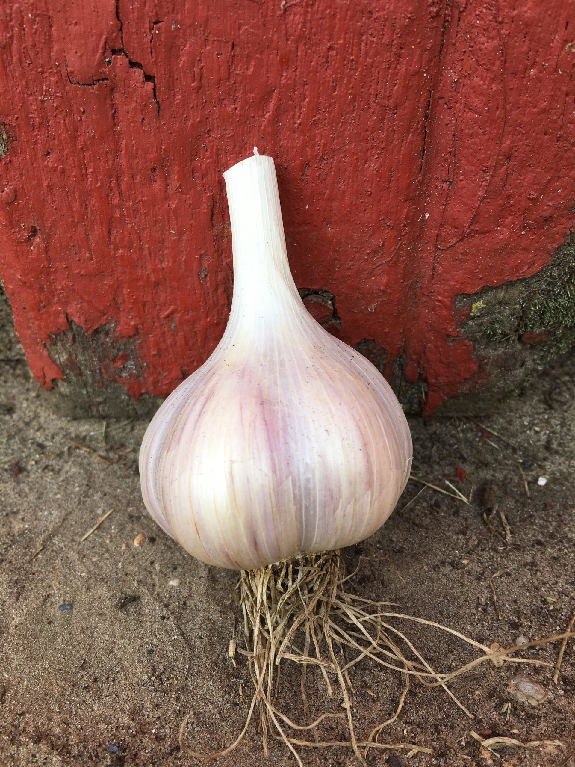Armenian Garlic Seeds