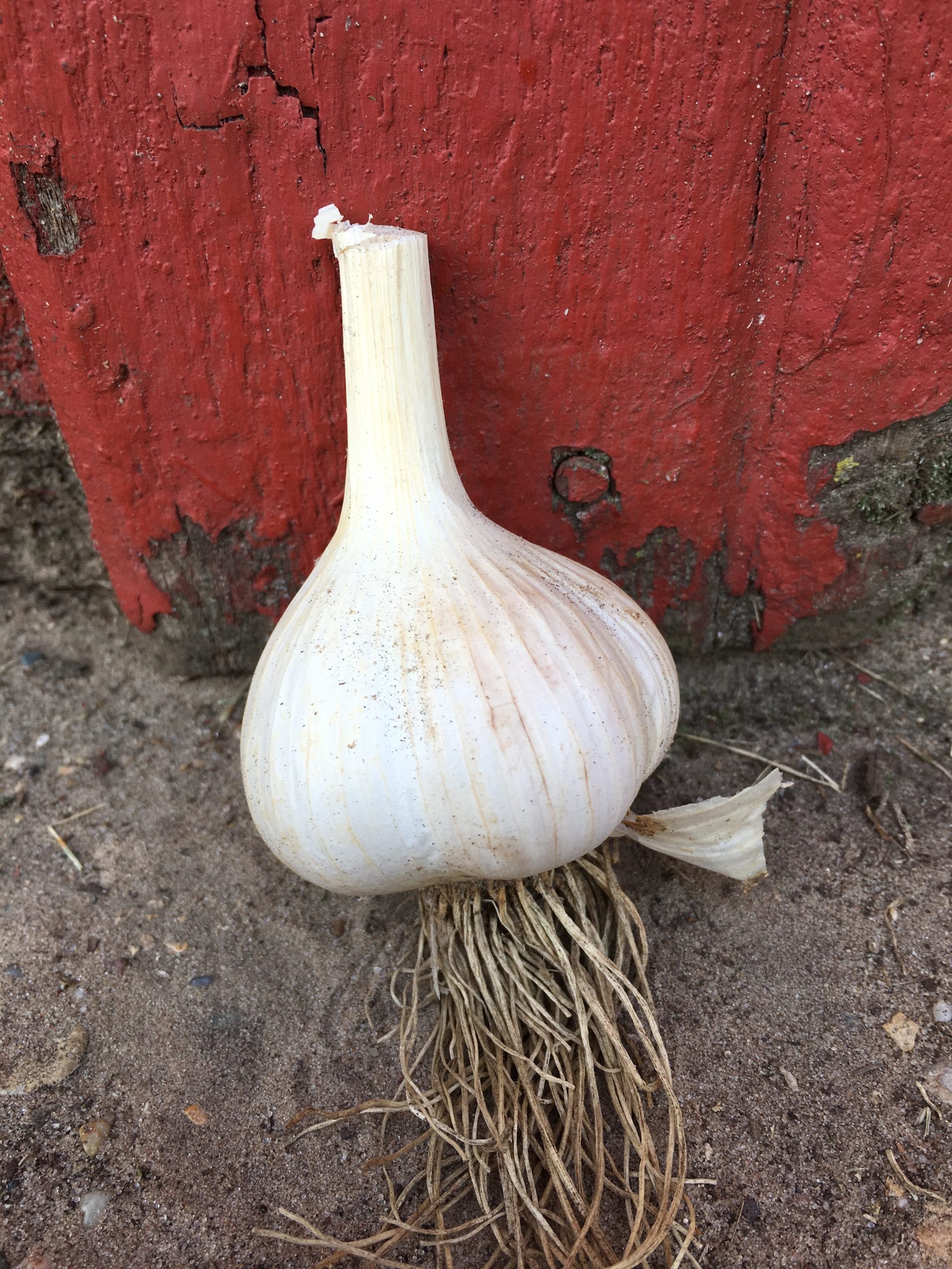 German White Garlic Seeds