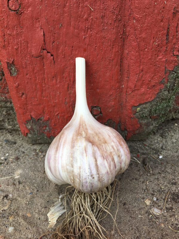 Asian Tempest Garlic Seeds