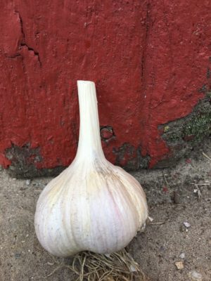 Killarney Red Garlic Seeds