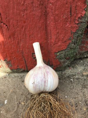 Amish Rocambole Garlic Seeds