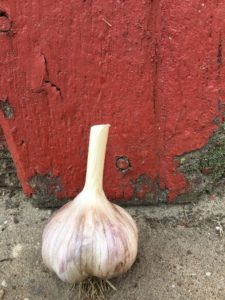 Romanian Red Garlic Seeds