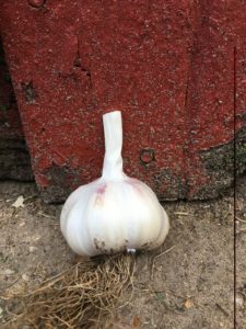 Shantung Purple Garlic Seeds