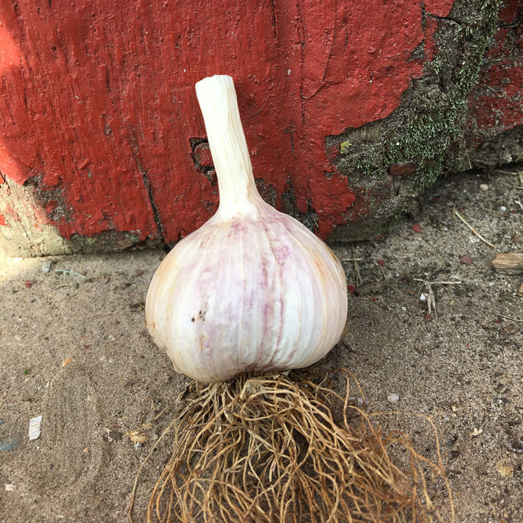 Amish Garlic Seeds