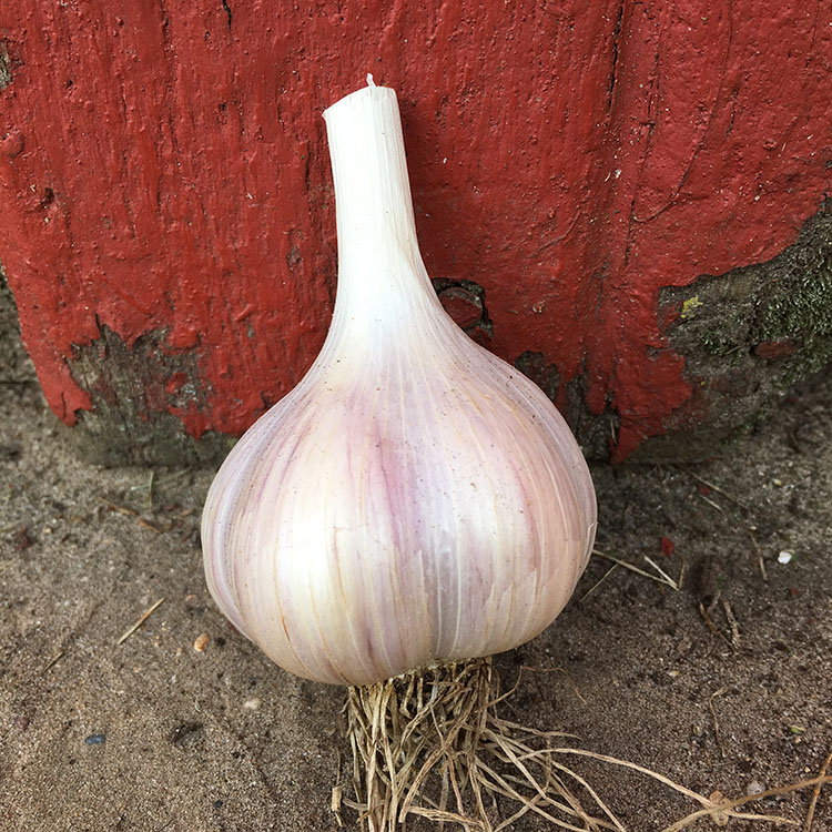 Armenian Garlic Seeds