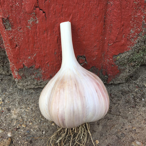 German Extra Hardy Garlic Seeds