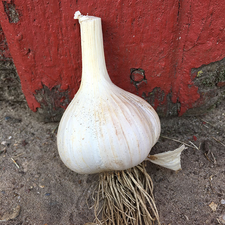 German White Garlic Seeds