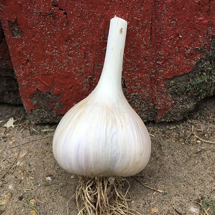 Northern White Garlic Seeds