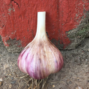 Russian Giant Marble Garlic Seeds