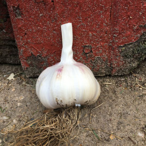 Shantang Purple Garlic Seeds